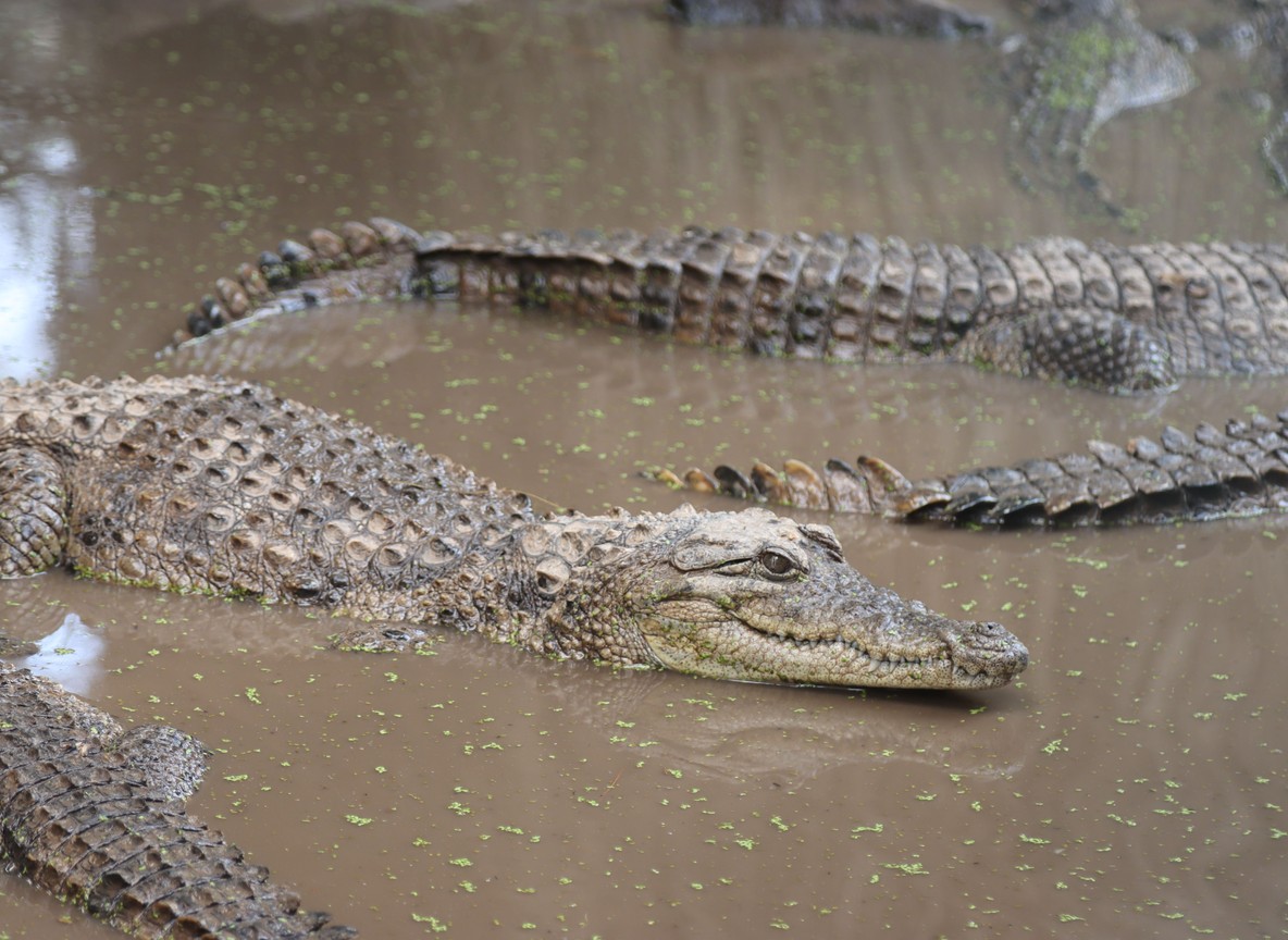 Crocodiles lunging at wildebeest during a Mara River crossing