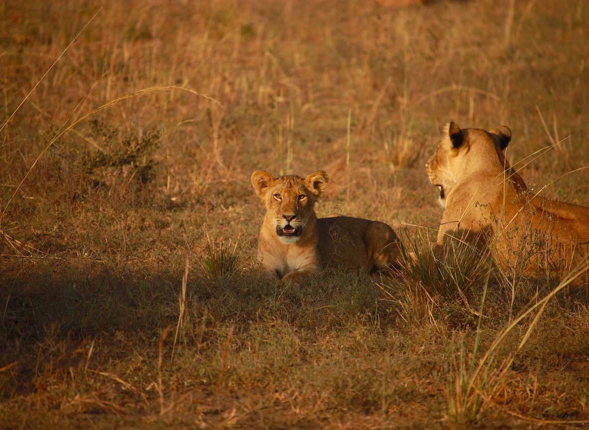 A pride of lions resting in tall golden grass in the Masai Mara