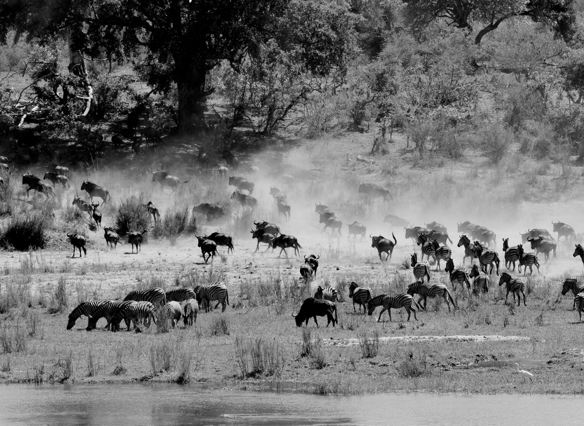 The great wildebeest migration crossing the Mara River in dust and chaos