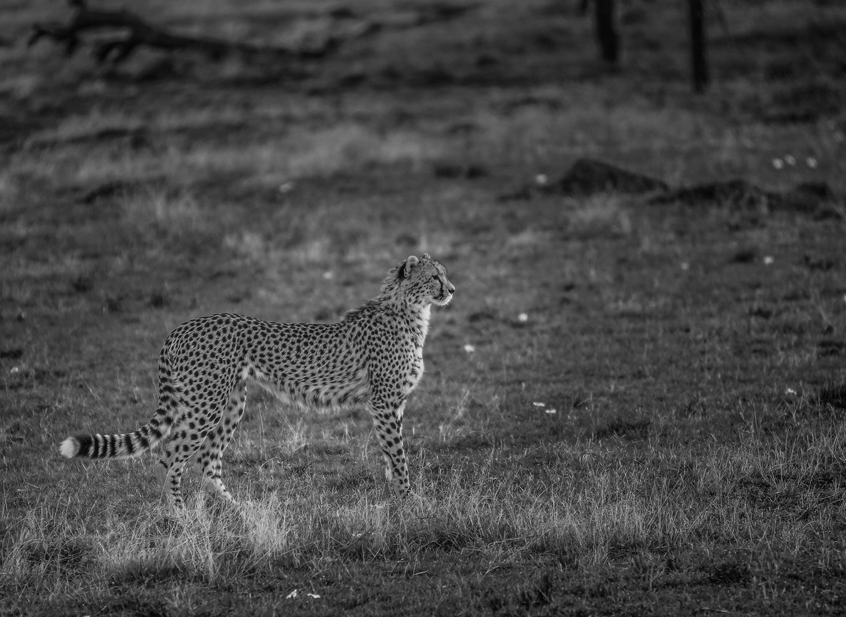 A cheetah scanning the open plains from a low mound in the Masai Mara