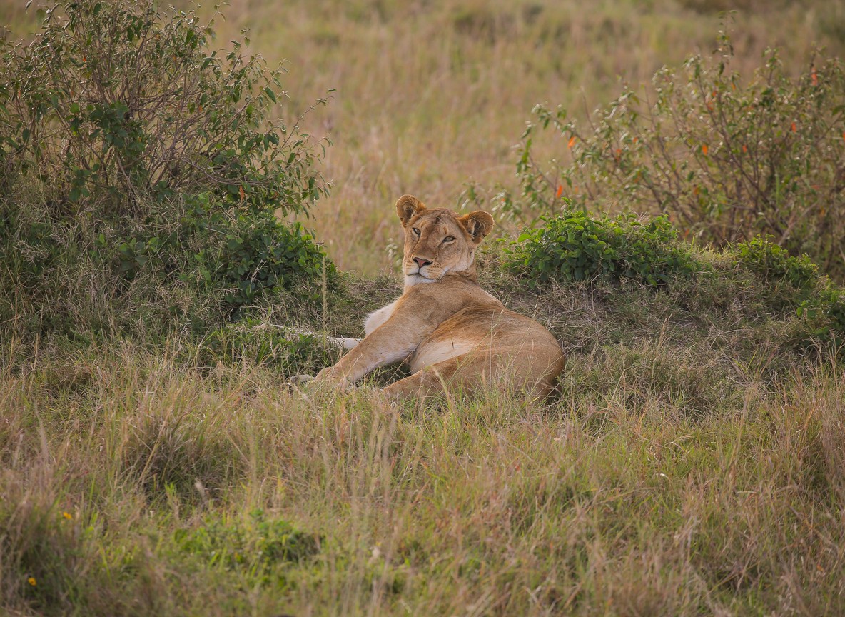 Luxury tented suite interior with four-poster bed and private deck overlooking the Mara conservancy plains at golden hour