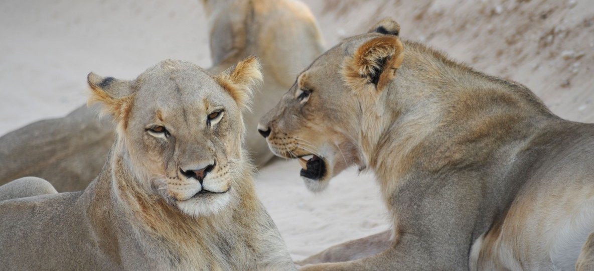 A safari vehicle watching zebra and wildebeest on open grassland in the Masai Mara during dry season