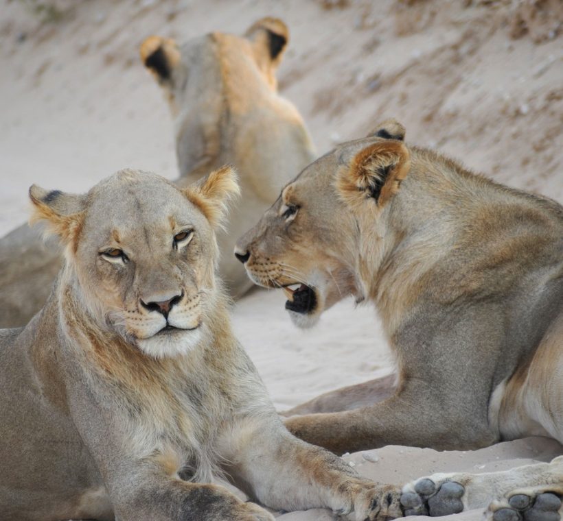 A safari vehicle watching zebra and wildebeest on open grassland in the Masai Mara during dry season