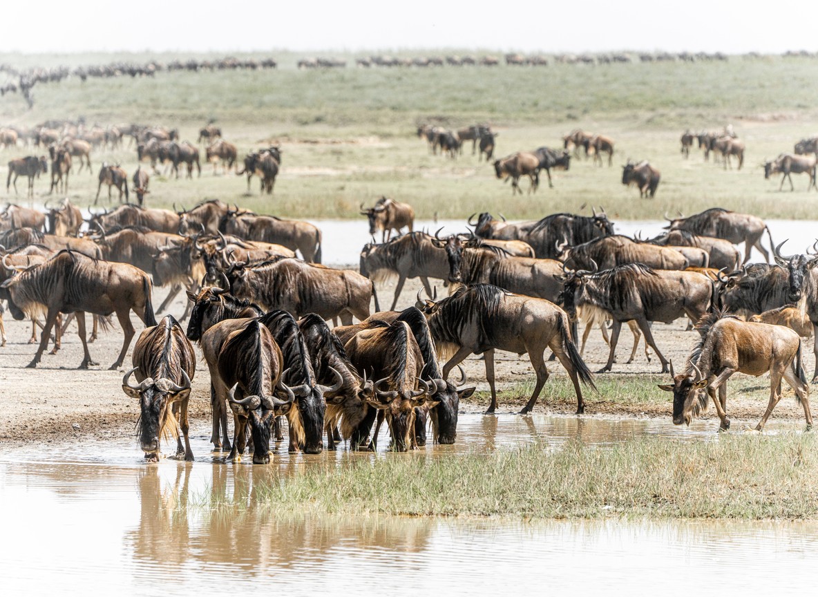 Wildebeest crossing the Mara River during the Great Migration season