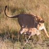 Best safari camps in Kenya - a row of tents overlooking golden savannah plains in the Maasai Mara at sunset
