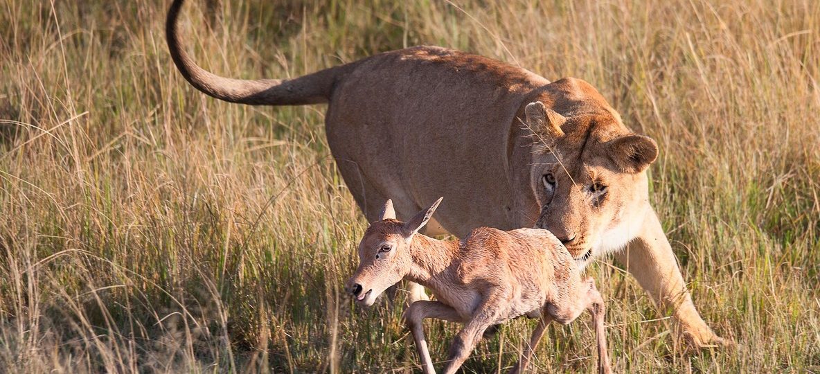 Best safari camps in Kenya - a row of tents overlooking golden savannah plains in the Maasai Mara at sunset