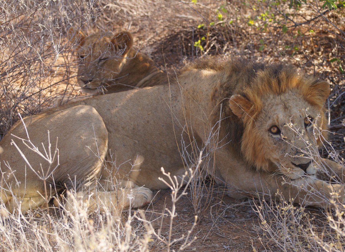 Guests enjoying a meal on an open-air deck overlooking a waterhole with elephants in the distance