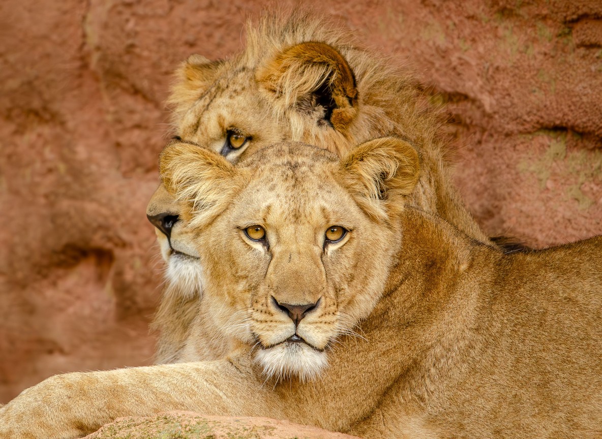 A safari guide and travelers watching a lion from an open-sided safari vehicle