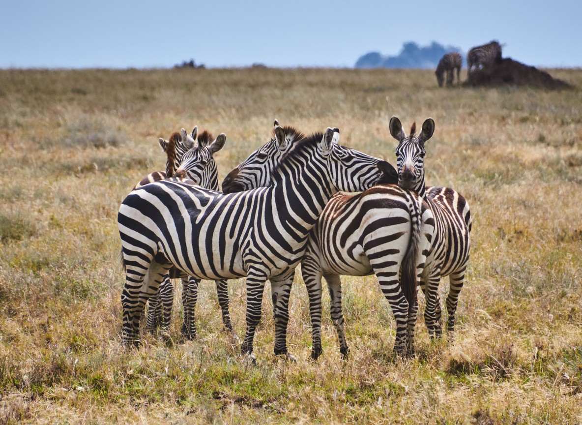 A reticulated giraffe and Grevy's zebra standing together on the dry savanna of Samburu National Reserve, Kenya