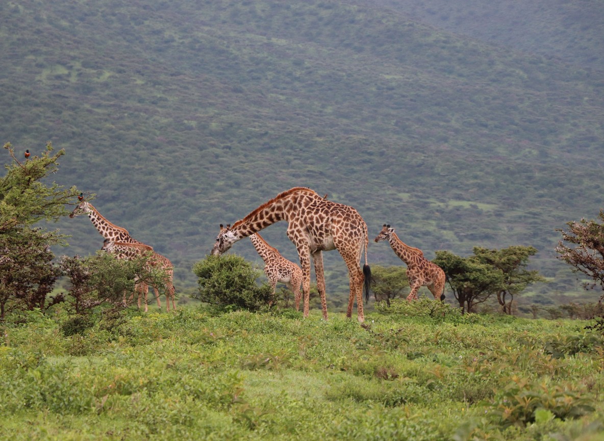 A family enjoying breakfast on the deck of a Samburu safari lodge overlooking the Ewaso Nyiro River