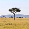 Thousands of wildebeest crossing the Mara River with dust rising and a safari vehicle watching from the riverbank