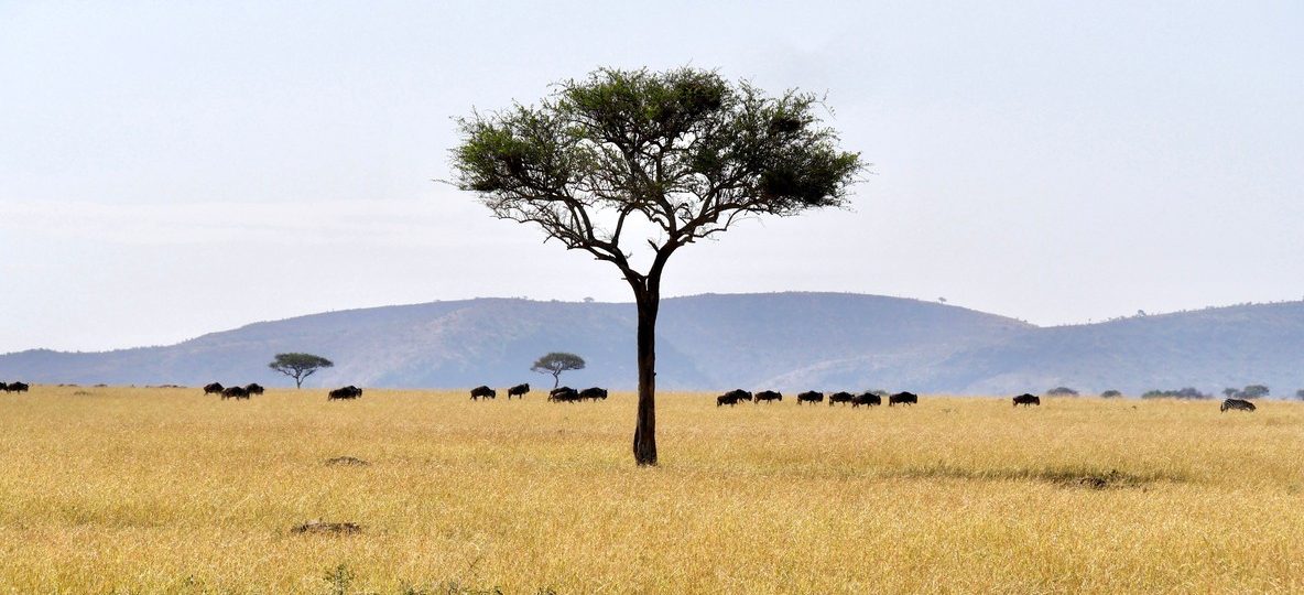 Thousands of wildebeest crossing the Mara River with dust rising and a safari vehicle watching from the riverbank