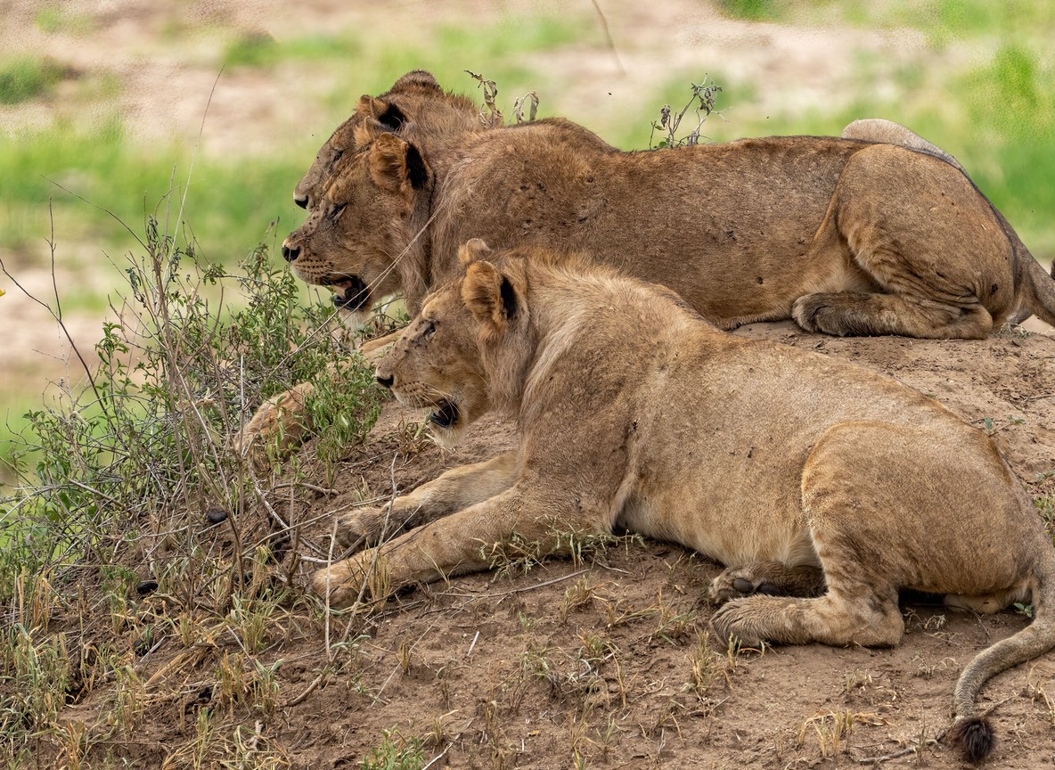 Guests on a safari vehicle overlooking the Mara Triangle from a hilltop lodge at sunrise