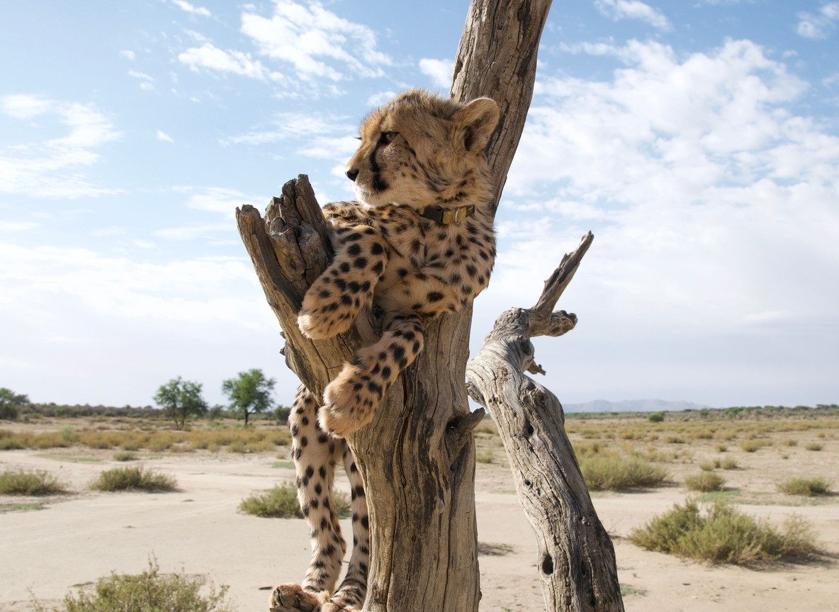 Cheetah scanning the open Masai Mara plains near thinning migration herds
