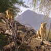 Samburu National Reserve, Kenya, warm morning light, single continuous scene, pure photography, no text overlay, no collage, no multi-panel, no typography