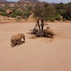 A convoy of red-dust elephants crossing open savannah toward a waterhole in Tsavo East under a golden dry-season sky