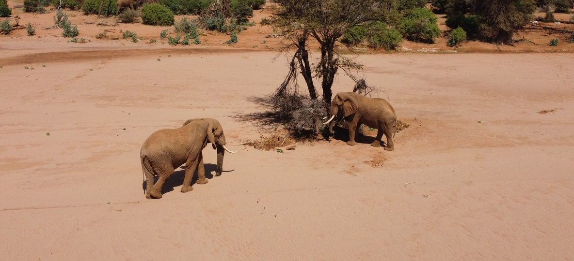 A convoy of red-dust elephants crossing open savannah toward a waterhole in Tsavo East under a golden dry-season sky