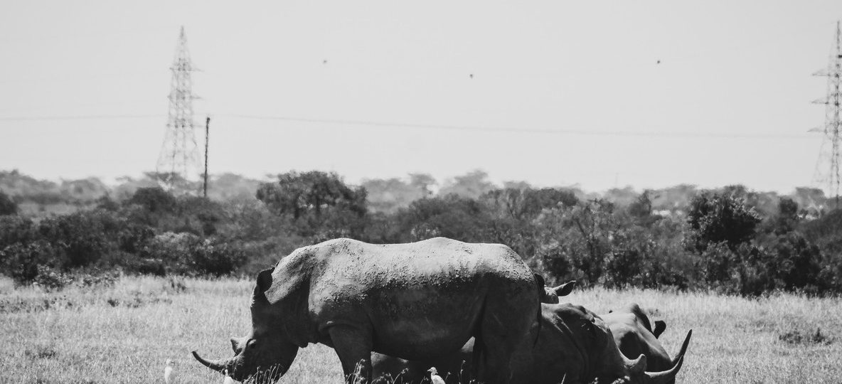 British Army soldiers and Kenya Wildlife Service rangers training together in the bush near Nanyuki, Kenya