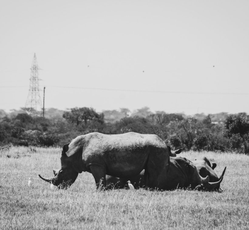 British Army soldiers and Kenya Wildlife Service rangers training together in the bush near Nanyuki, Kenya