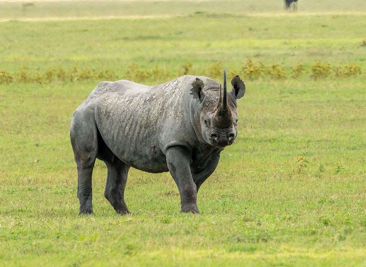 A black rhino grazing inside Solio Ranch sanctuary in Laikipia County, Kenya