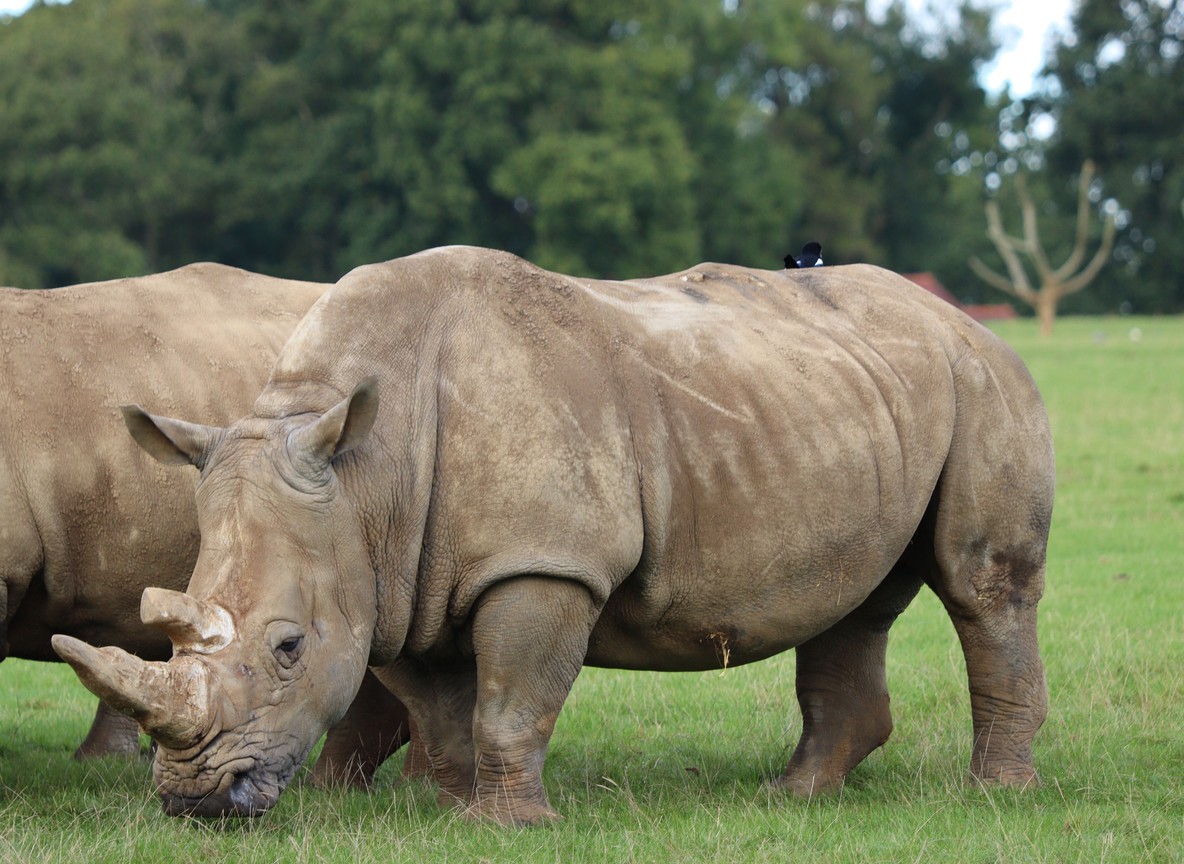 A Trunktrails Safaris guide and guests observing white rhinos at Ol Pejeta Conservancy in Laikipia