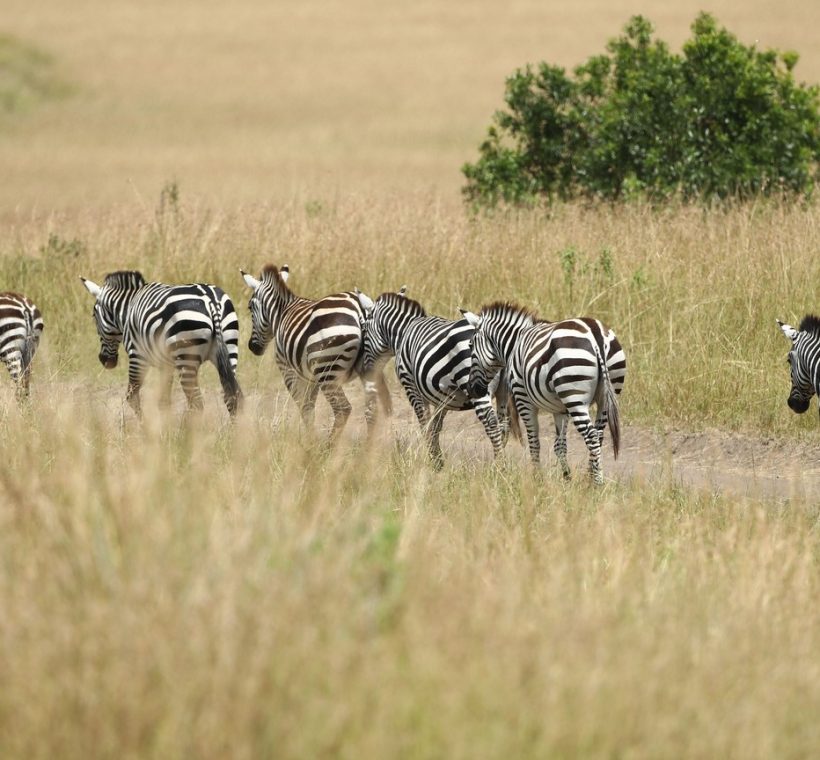 A budget safari vehicle parked near a pride of lions resting in golden grass at sunrise in a Kenyan savanna
