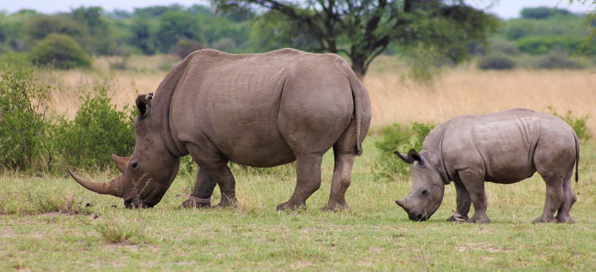 A budget safari vehicle parked at a gate entrance in Kenya at sunrise