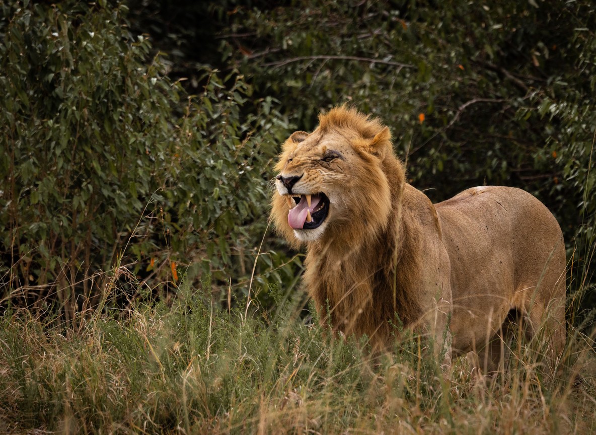 A safari vehicle at Mzima Springs in Tsavo West National Park