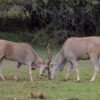 northern Kenya