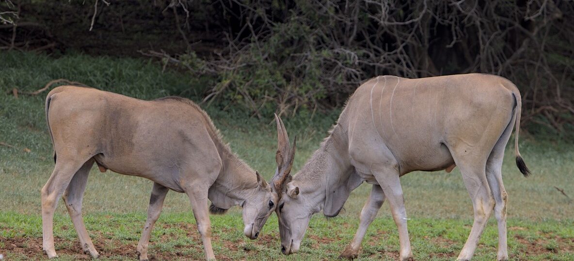 northern Kenya