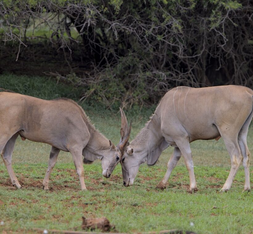 northern Kenya