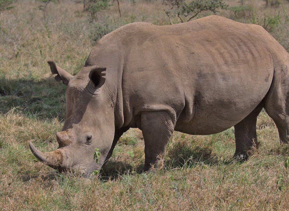 Kenya