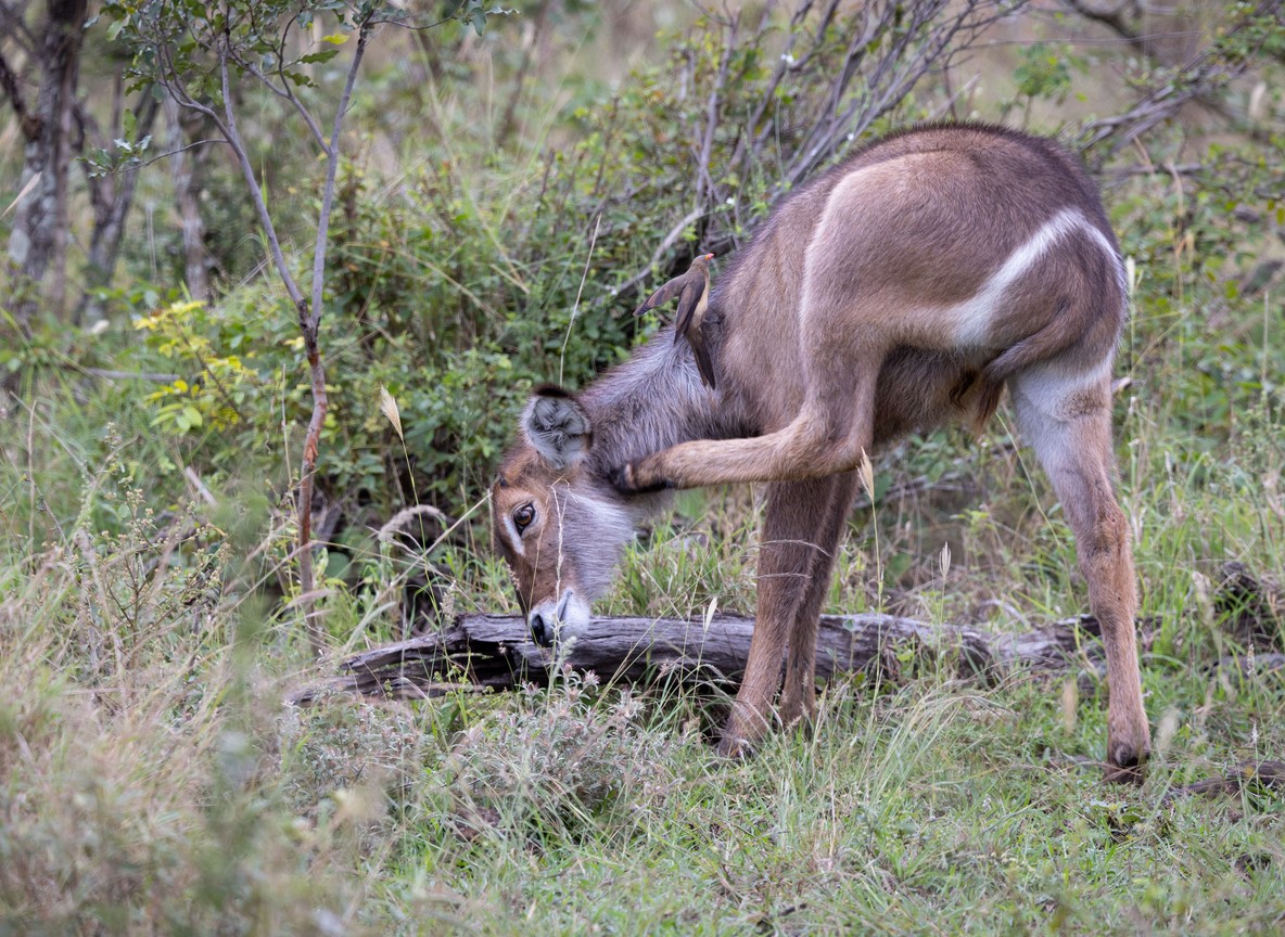 northern Kenya
