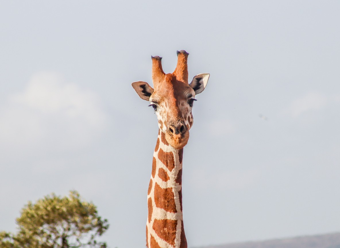 Kenya