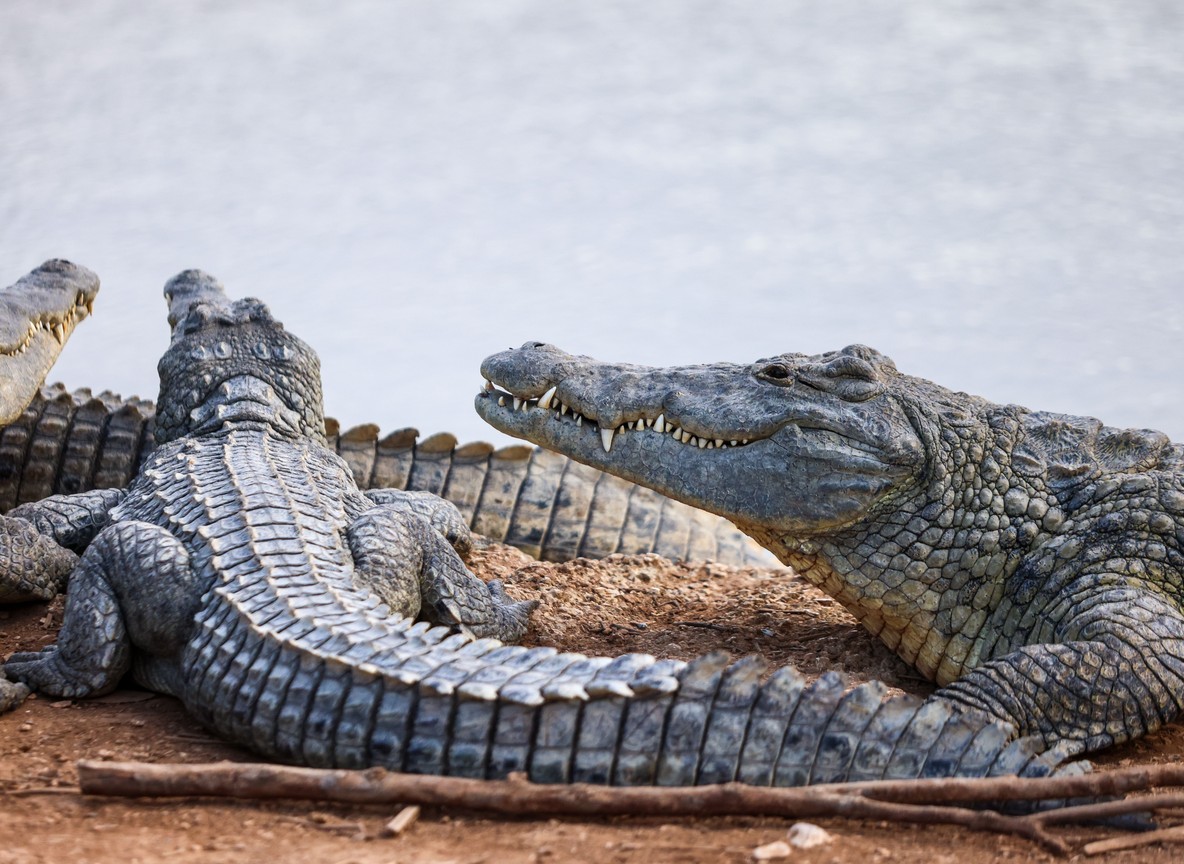 Dozens of Nile crocodiles basking on the black volcanic shoreline of Crocodile Lake inside Central Island National Park