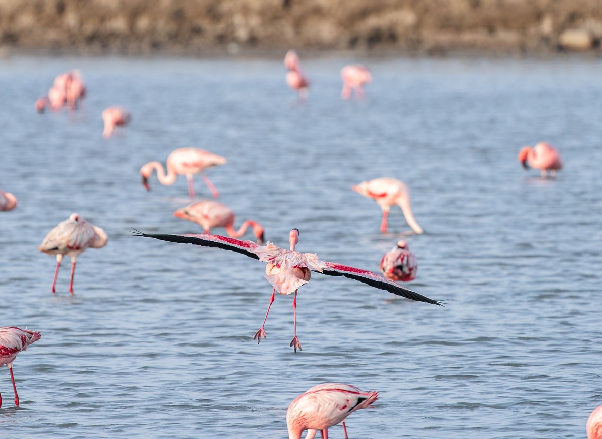 Lesser flamingos taking flight over the shallow pink-tinted water of Flamingo Lake inside Central Island National Park