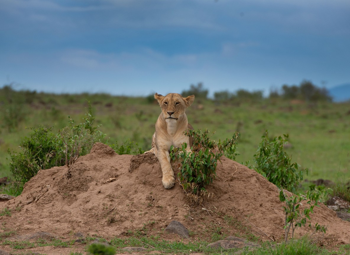 A safari vehicle on a red-dust track near Mzima Springs in Tsavo West National Park with the Chyulu Hills in the background