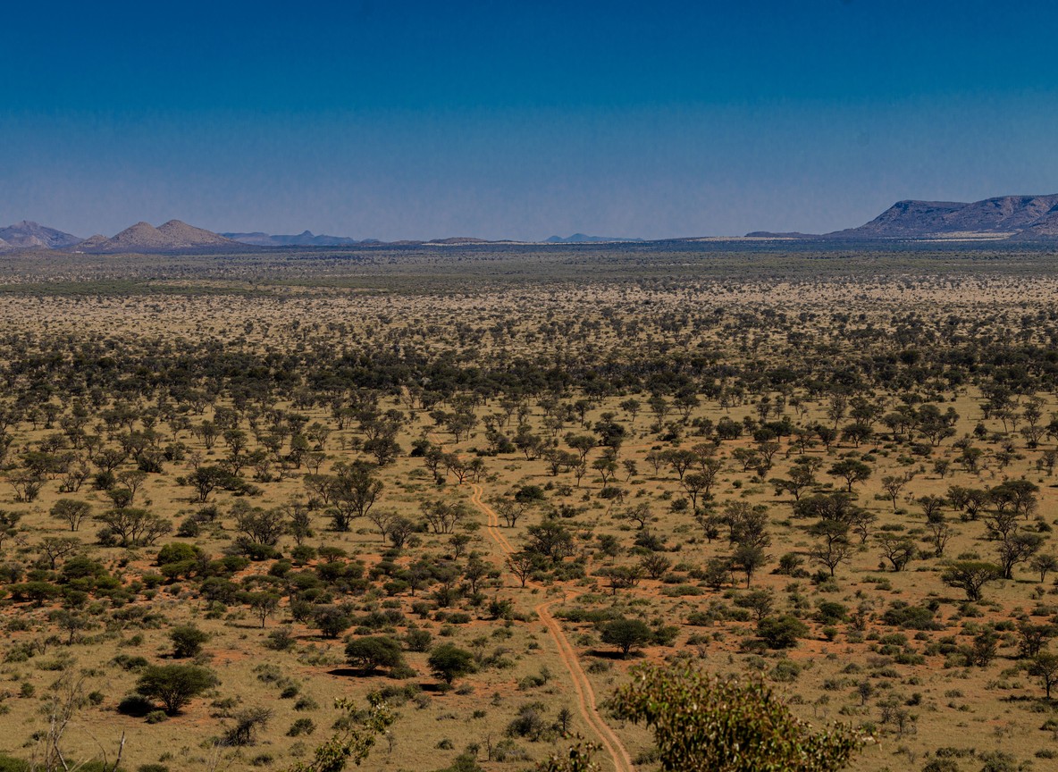 Wide view of Loisaba Conservancy landscape in Laikipia with acacia trees and open plains