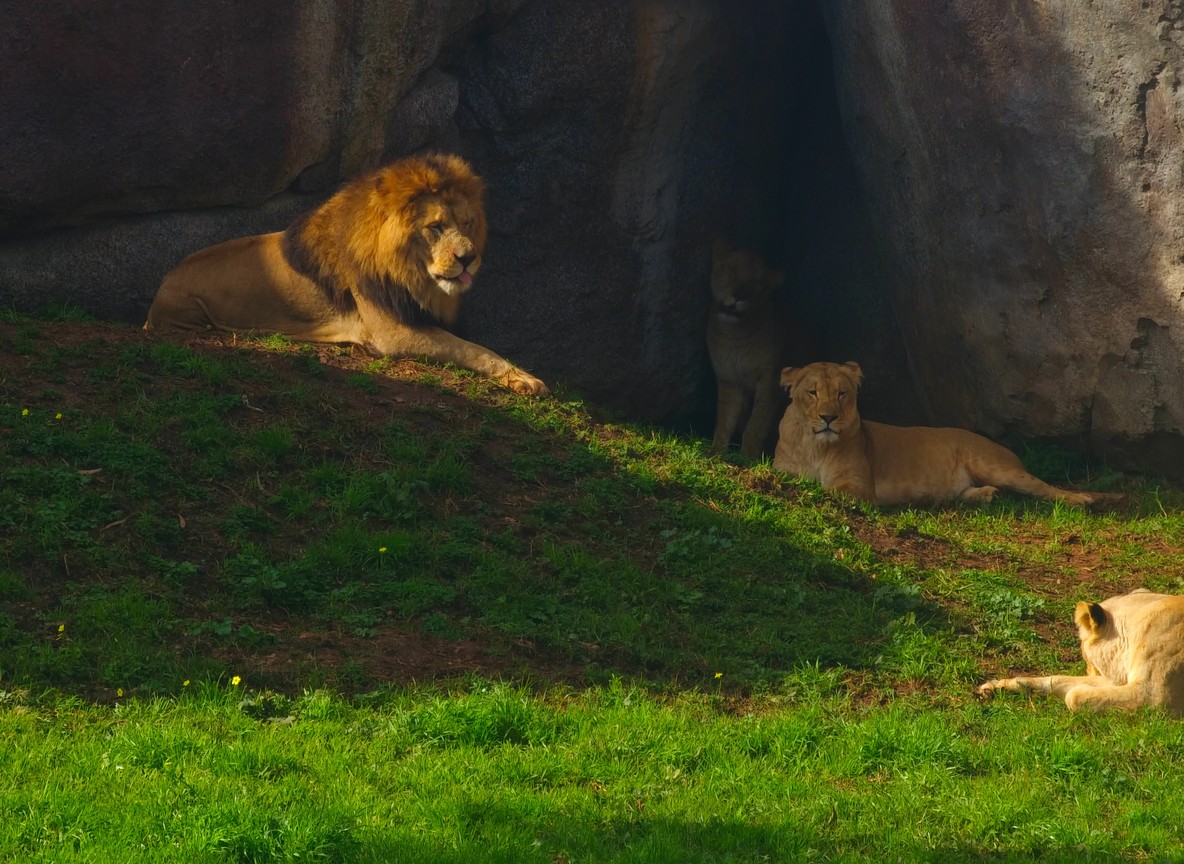 Pride of lions resting on a grassy hillside in a Maasai Mara community conservancy