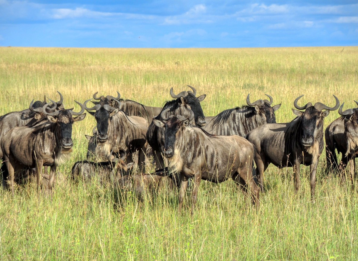Herd of wildebeest grazing on the open plains of a Kenyan community conservancy