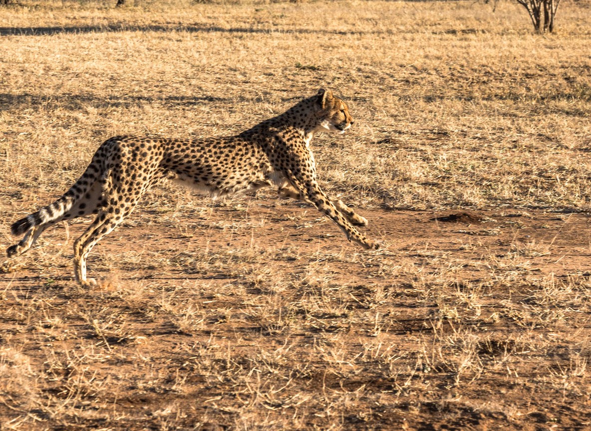 Cheetah running across the plains of a protected Kenyan wildlife conservancy
