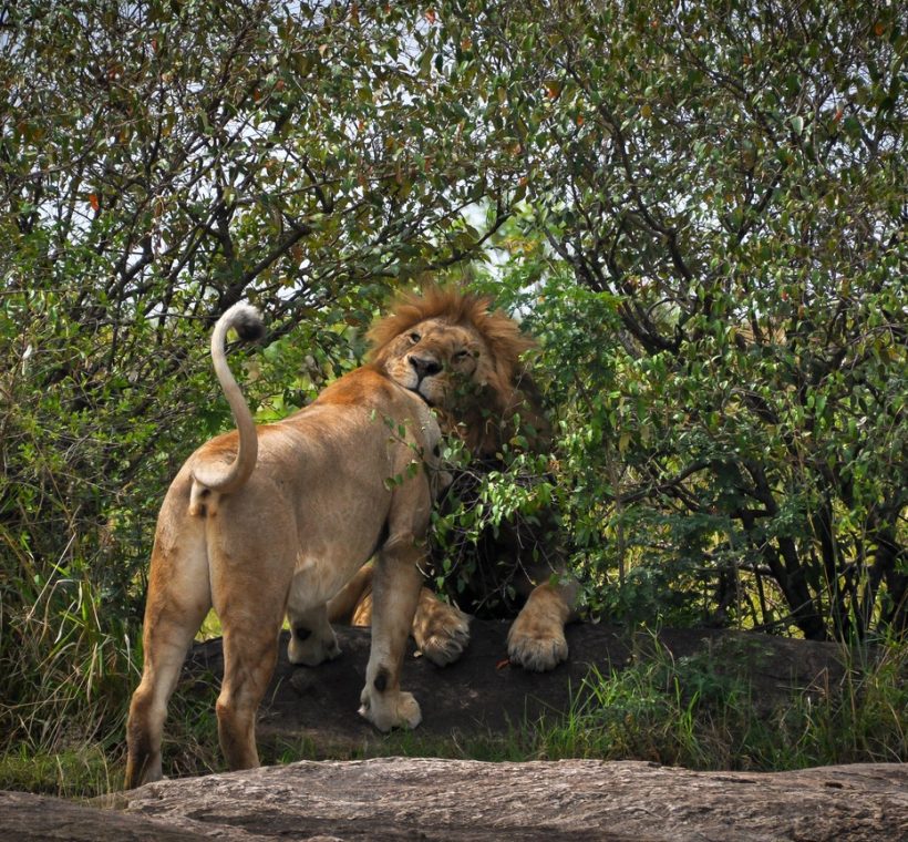 Masai Mara, daytime