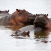 Hippos surfacing in the calm water of Lake Naivasha at dawn