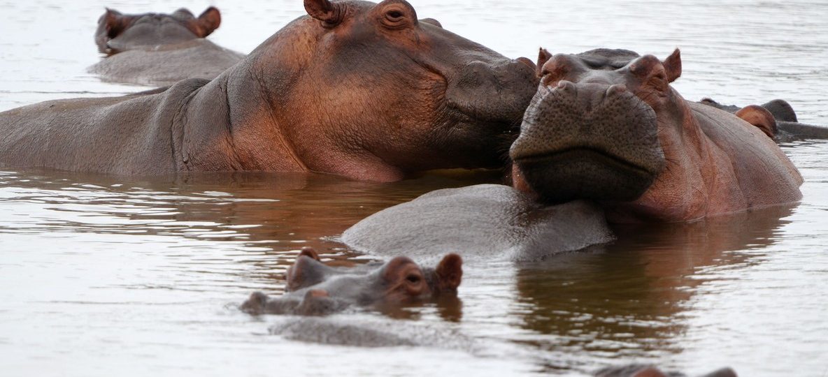 Hippos surfacing in the calm water of Lake Naivasha at dawn