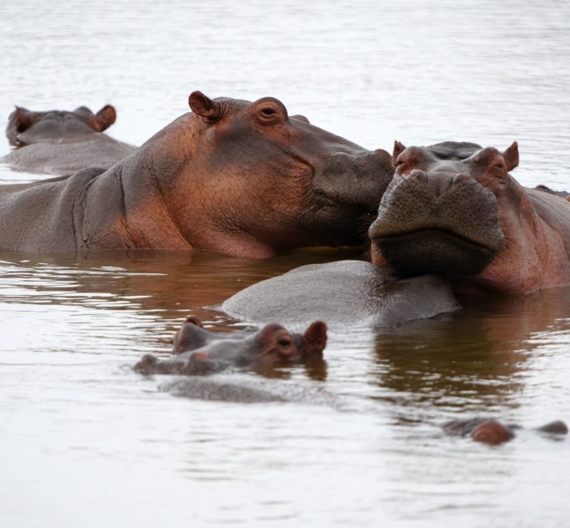 Hippos surfacing in the calm water of Lake Naivasha at dawn