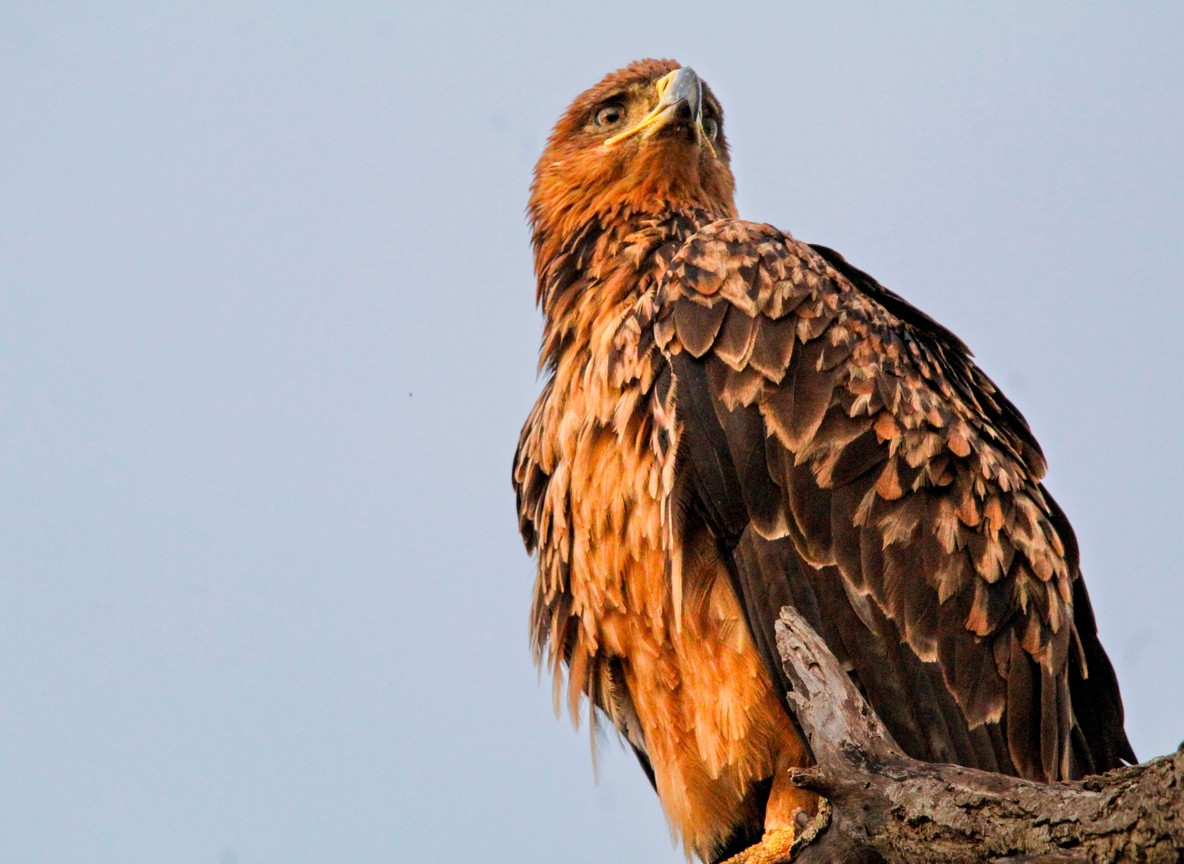 A fish eagle perched over Lake Naivasha with wings spread