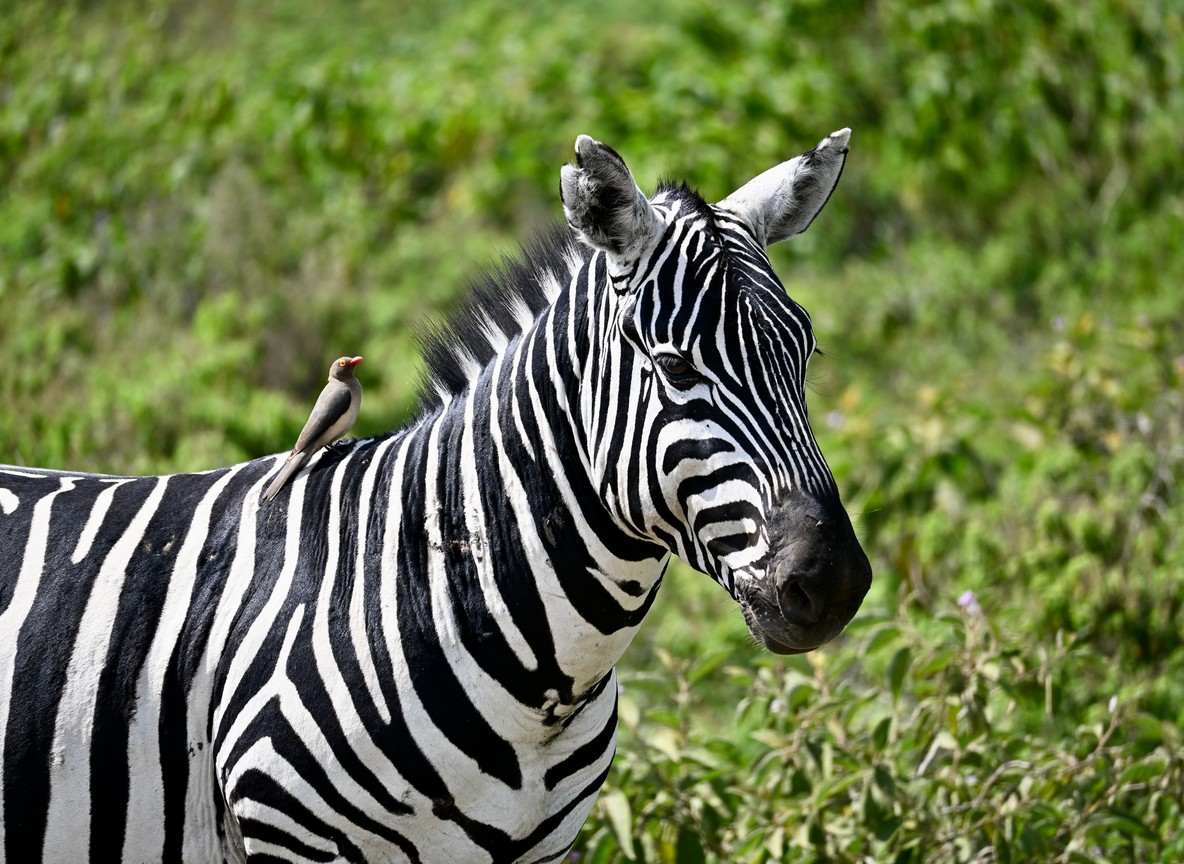 Plains game grazing on Crescent Island with Lake Naivasha behind