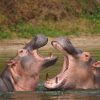 A pod of hippos submerged in the Mara River in Kenya with only their eyes and ears above the waterline