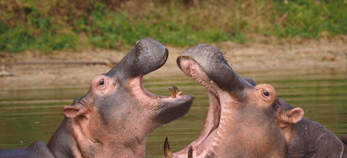 A pod of hippos submerged in the Mara River in Kenya with only their eyes and ears above the waterline