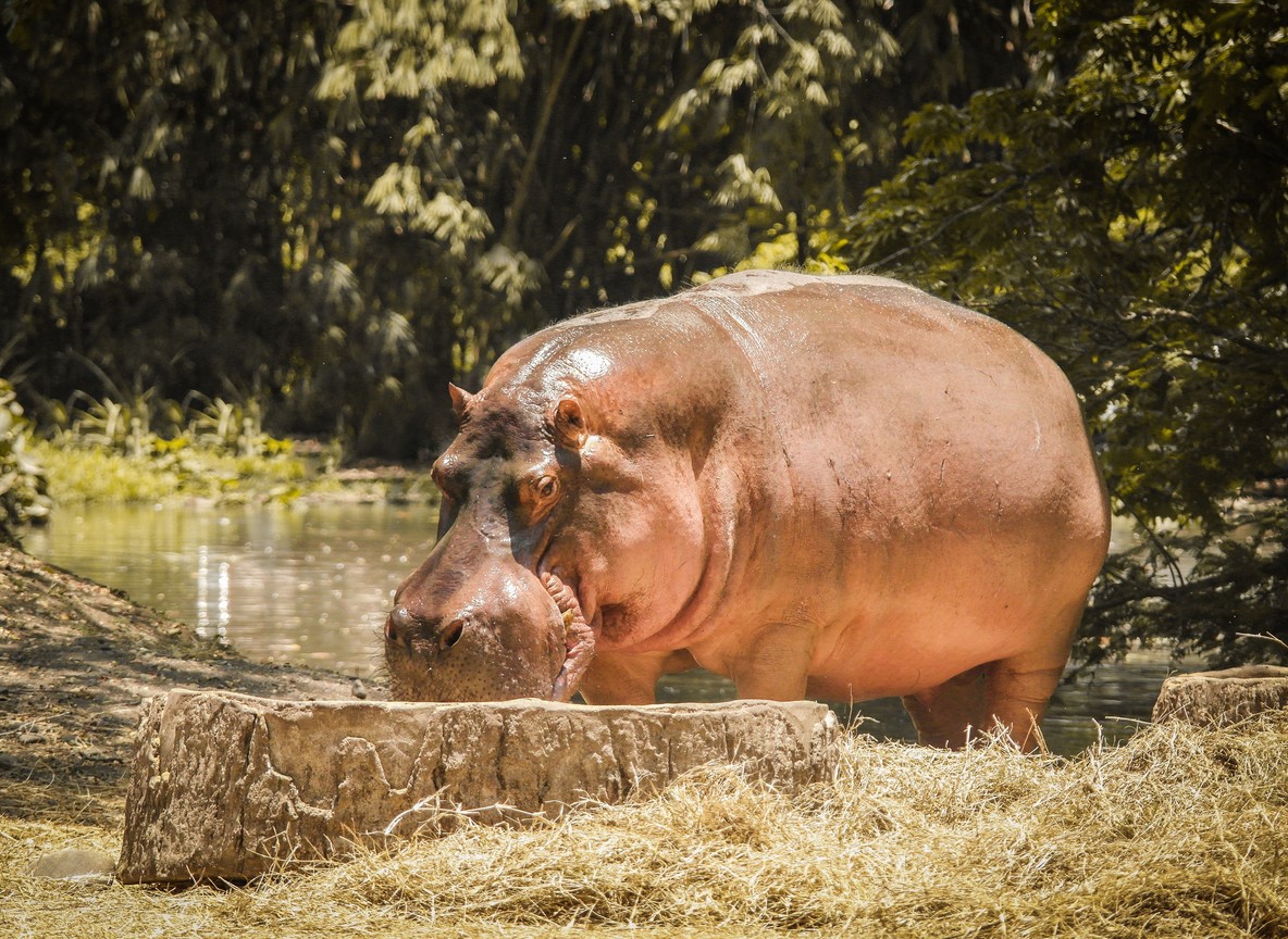 Hippos resting together in a river pool in the Masai Mara ecosystem